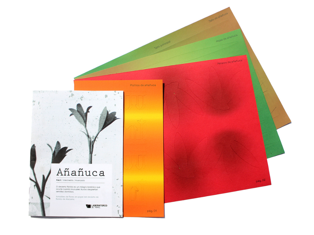 Kit  Flor Desierto Florido - Añañuca