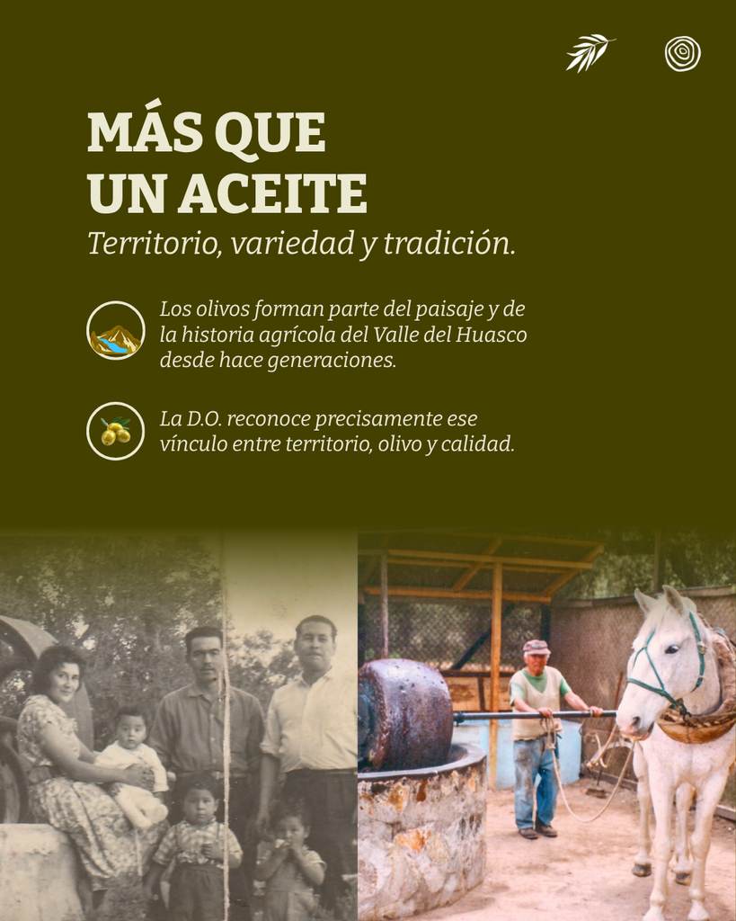 Sevillana D.O. Valle del Huasco